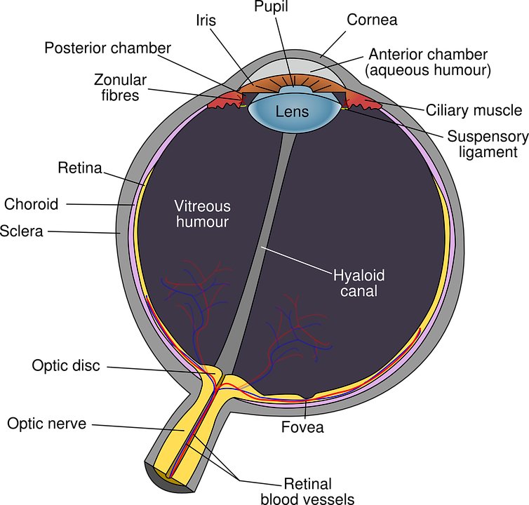 Glaucoma affects the aqueous humor and impacts the optic nerve.